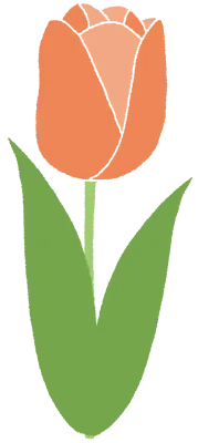 튤립