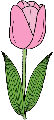 튤립