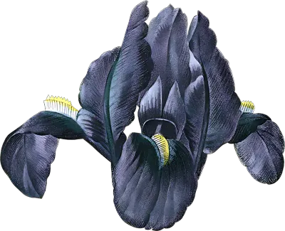 수채화 백합 일러스트 웨딩 청첩장 보태니컬 PNG-96