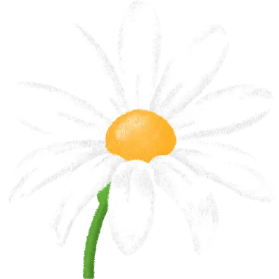데이지꽃04