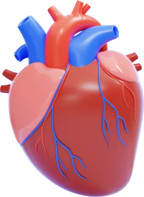 Human Heart Anatomy