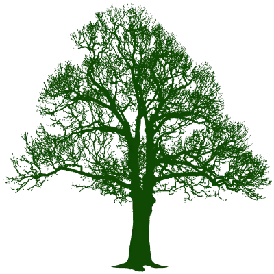 Tree_설목나무Png