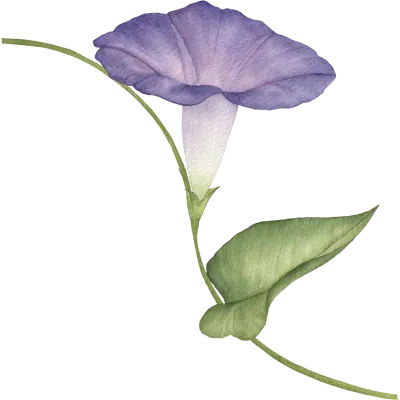 나팔꽃