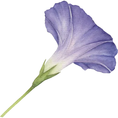 나팔꽃