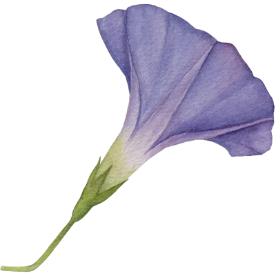 나팔꽃