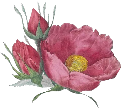 rose-012-2
