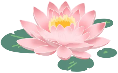 연꽃