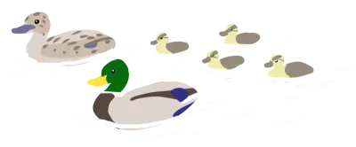 Duck Family