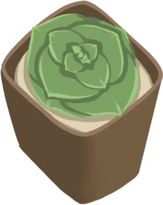 Echeveria