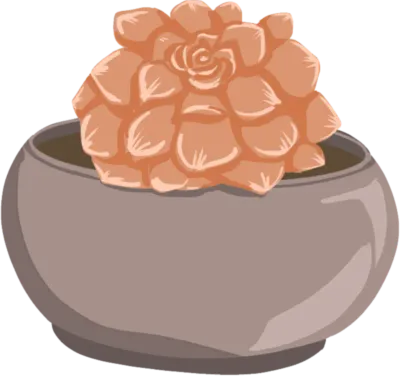 Echeveria