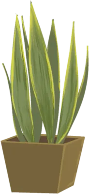sansevieria