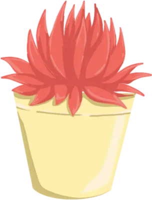 Echeveria