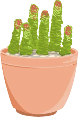 Echeveria