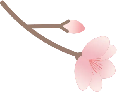 벚꽃