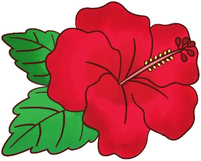 Hibiscus