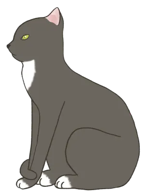 회색고양이