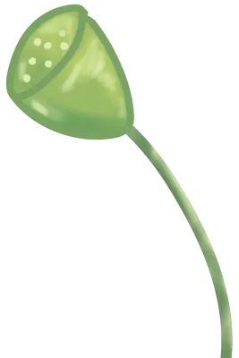연꽃 열매