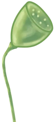 연꽃 열매 2