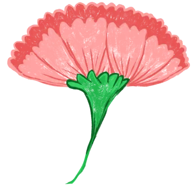 카네이션