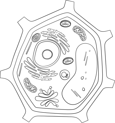 Plant cell outline illustration