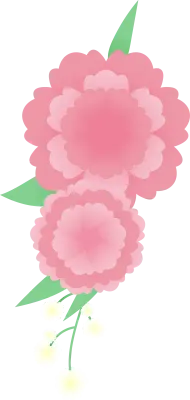 카네이션