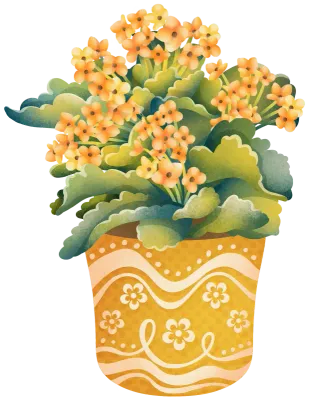 Indoor Plant