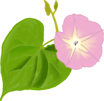 나팔꽃