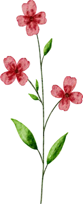 Watercolor Floral Clipart Set Hand Painted Wildflower Illustrations Soft Pastel Botanical Element
