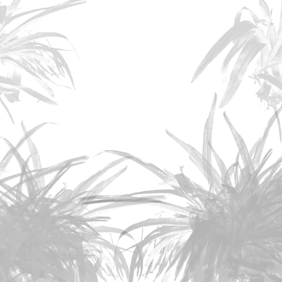 Gray Tropical Leaf Shadow Decorative Corner Frame Overlay