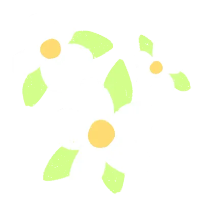 Daisy flowers