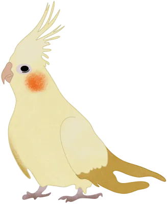 cockatiel bird