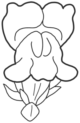 8._Snapdragon_(금어초)
