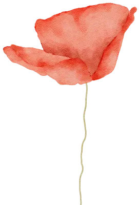 Side View Red Poppy Blossom Watercolor Flower Illustration