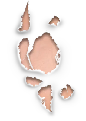 Element For Creating Best and Used In our Project