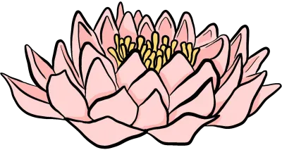 연꽃