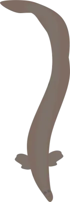 장어