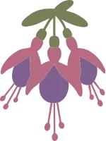 후쿠시아 꽃 일러스트