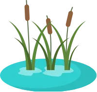 wetland and plants
