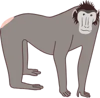 원숭이