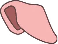 돼지귀