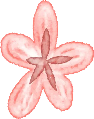핑크 꽃 watercolor Pink Flower 손그림 플라워 일러스트