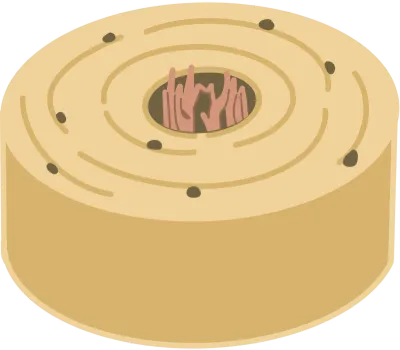 Bone Tissue
