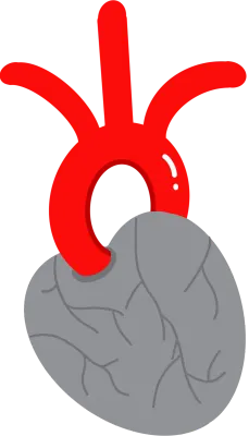 Heart