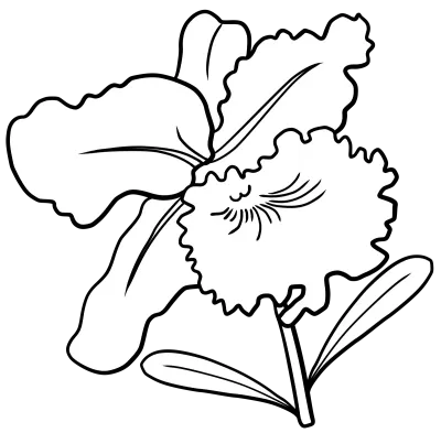 orchid