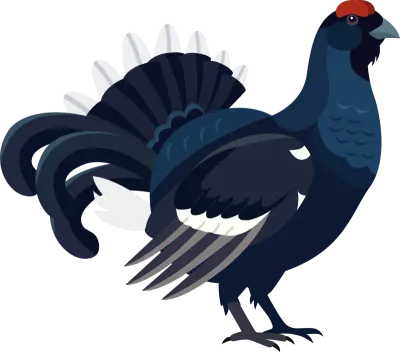 Black Grouse Illustration