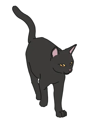 검은 고양이