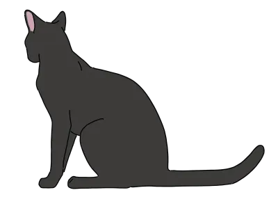 검은 고양이