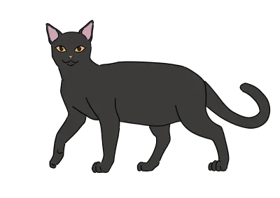 검은 고양이