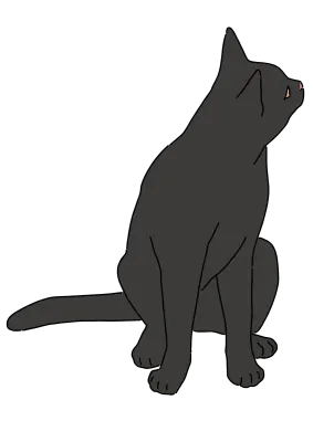 검은 고양이