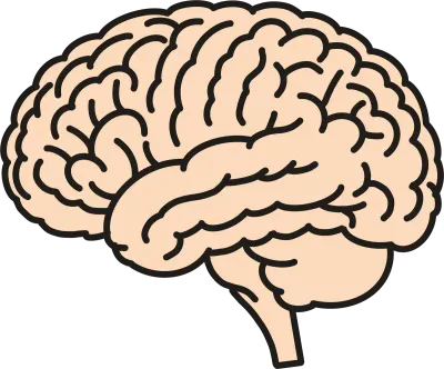 Brain